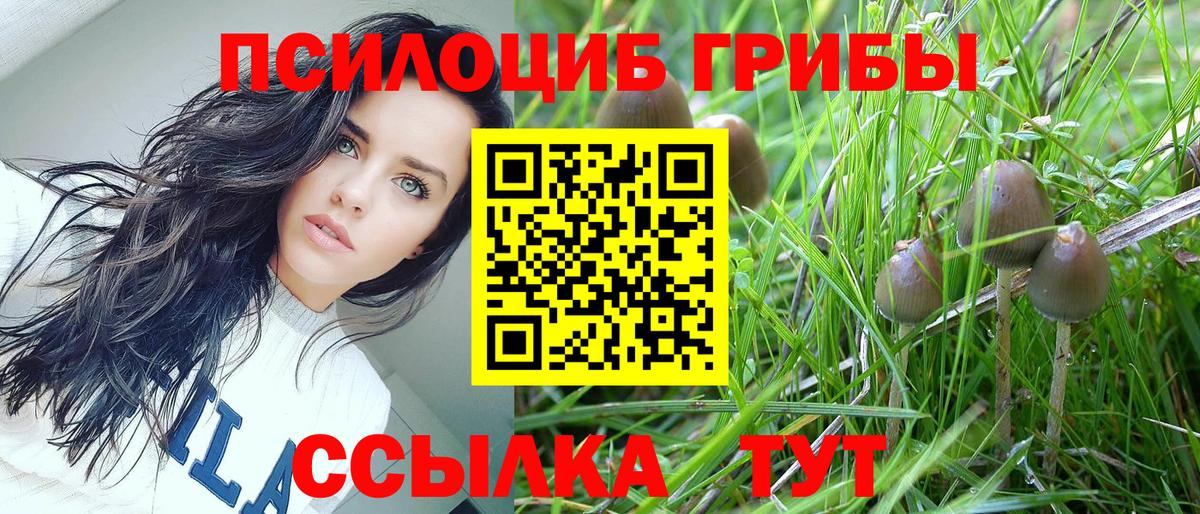 Псилоцибиновые грибы мицелий Бердск